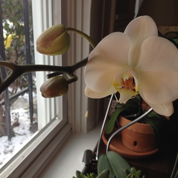 Meet your Posher, Maggie - Picture 4 of 4